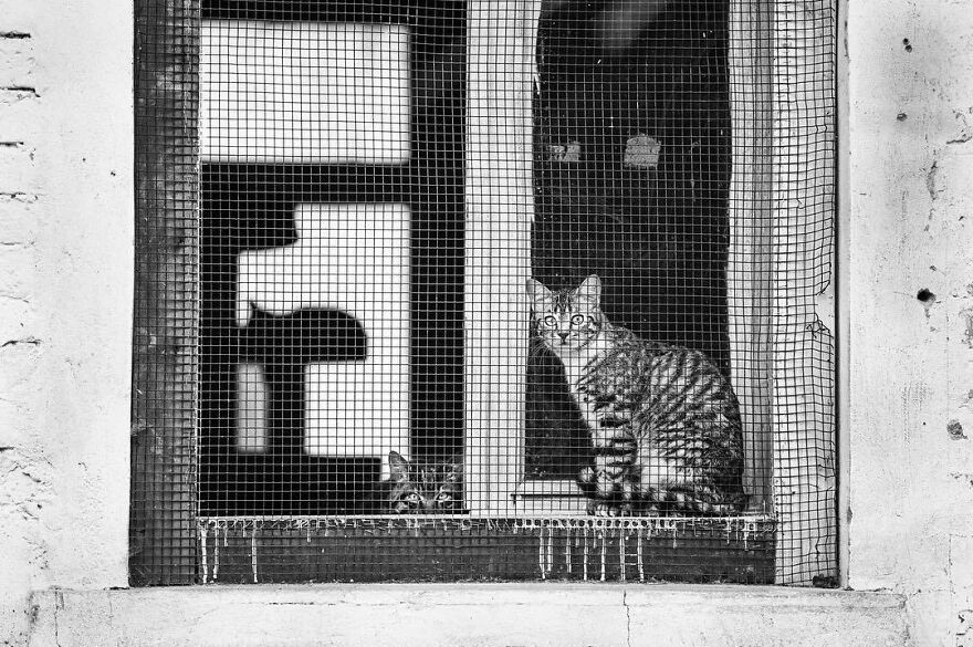 At The Sanctuary. Wating For Their Forever Home