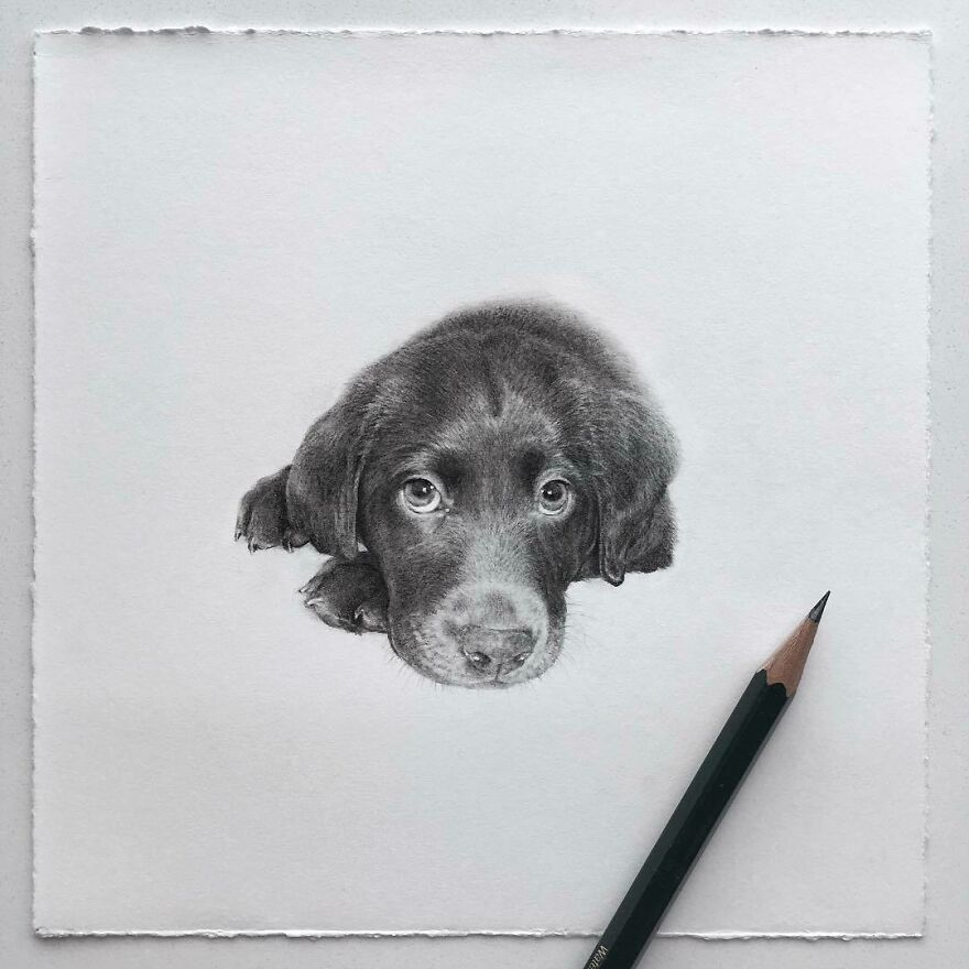 This Artist Makes Realistic Portraits Of Animals That Will Leave You Jaw-Dropping