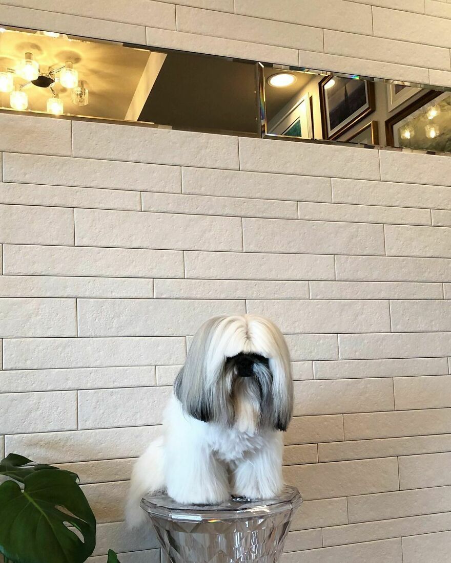 Small dog fashionista with long white and gray fur styled like a pop star sitting on a clear crystal stool indoors.