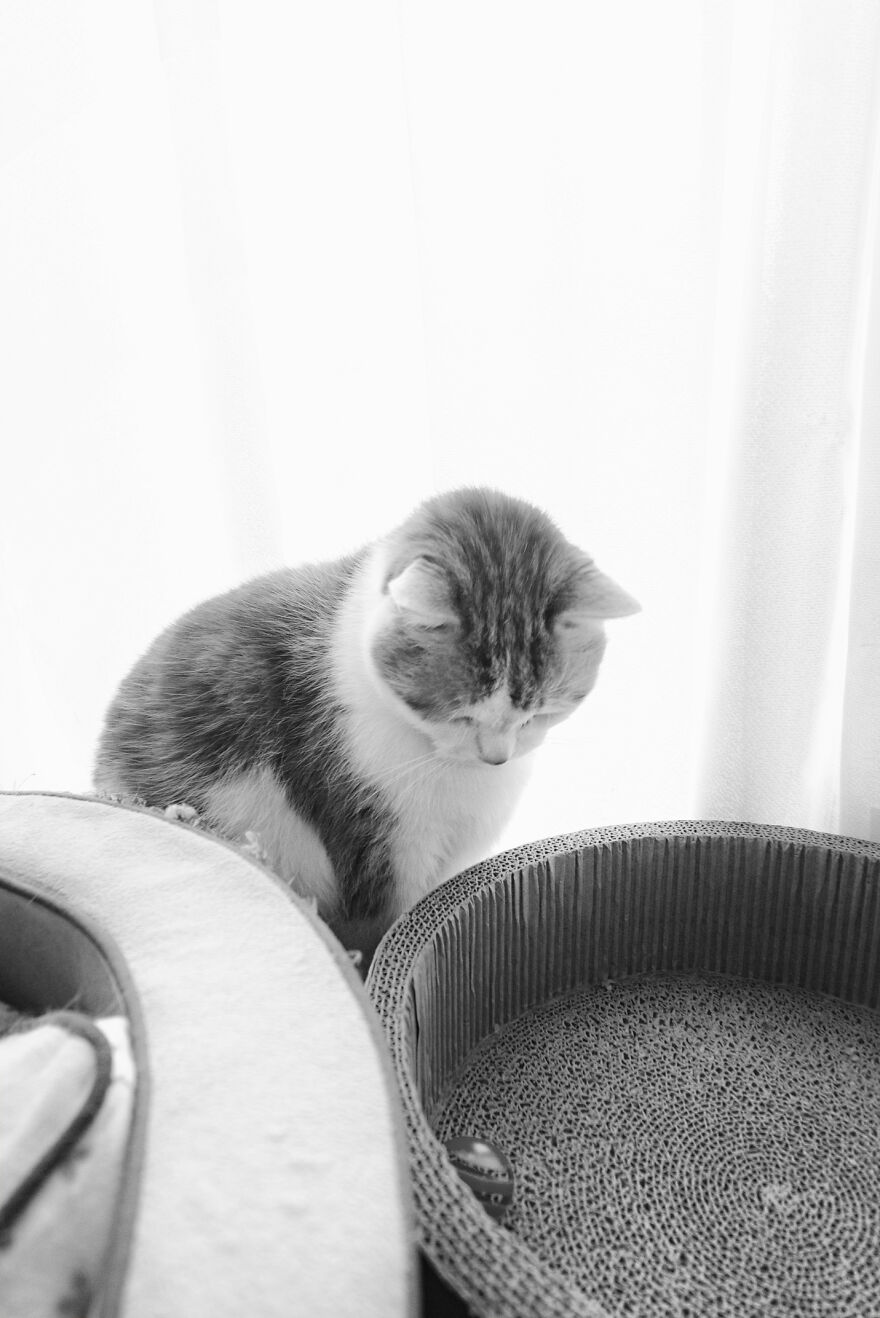 There Aren't Enough Black And White Photographs Of Cats, Nor Can There Be, So Here Are Mine