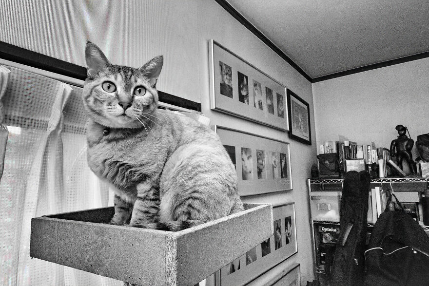 There Aren't Enough Black And White Photographs Of Cats, Nor Can There Be, So Here Are Mine