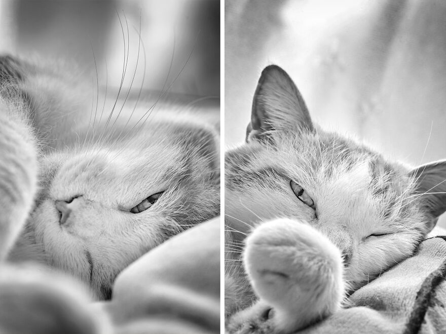 There Aren't Enough Black And White Photographs Of Cats, Nor Can There Be, So Here Are Mine