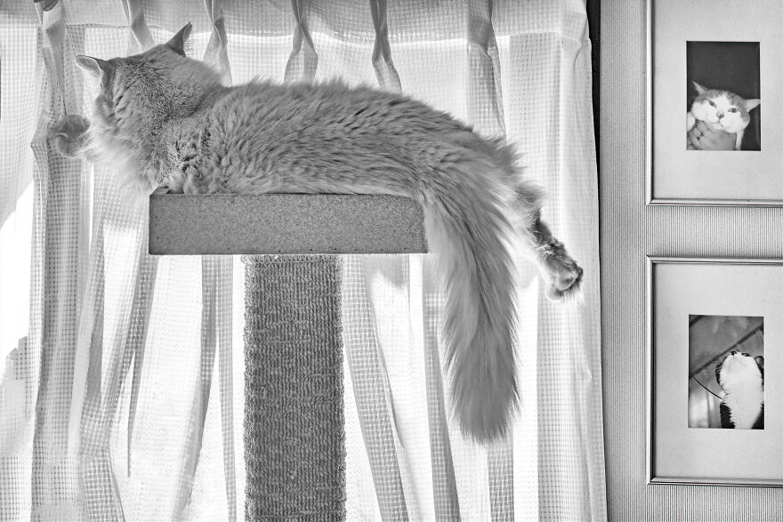 There Aren't Enough Black And White Photographs Of Cats, Nor Can There Be, So Here Are Mine