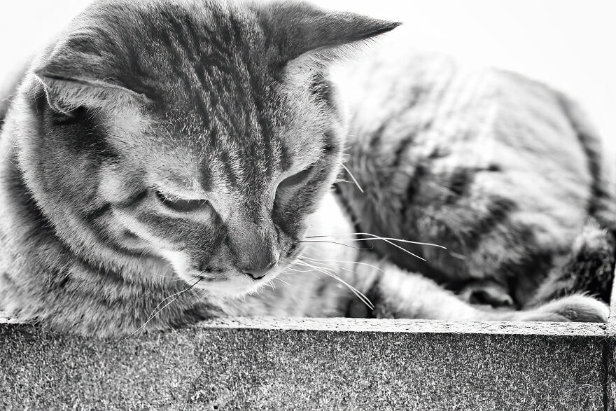 There Aren't Enough Black And White Photographs Of Cats, Nor Can There Be, So Here Are Mine