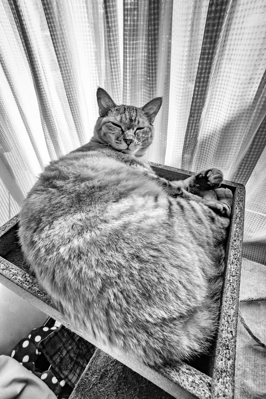 There Aren't Enough Black And White Photographs Of Cats, Nor Can There Be, So Here Are Mine