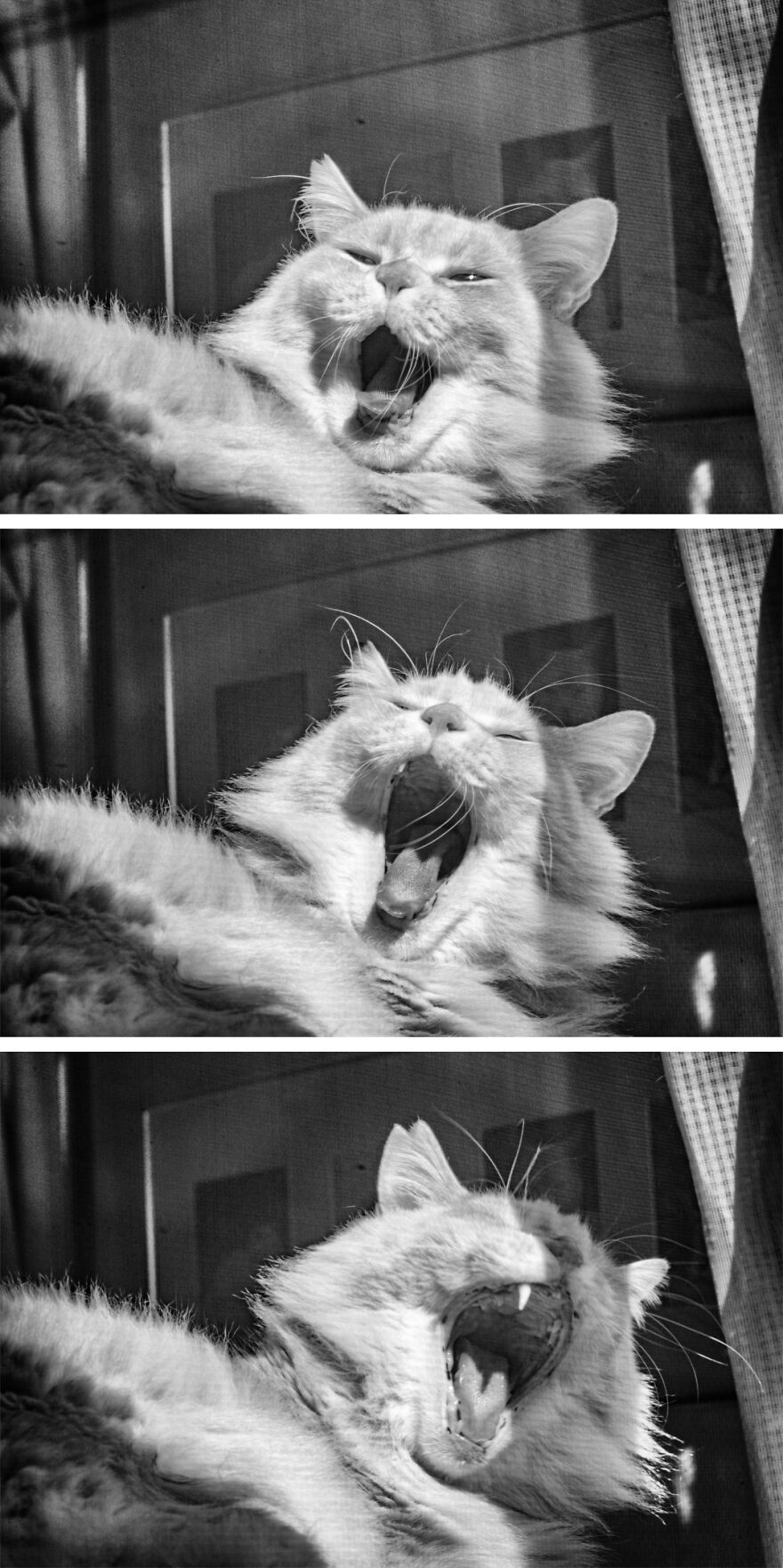 There Aren't Enough Black And White Photographs Of Cats, Nor Can There Be, So Here Are Mine