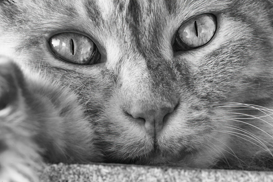 There Aren't Enough Black And White Photographs Of Cats, Nor Can There Be, So Here Are Mine