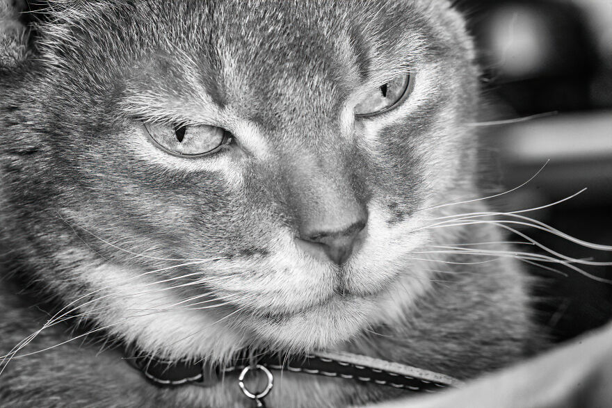 There Aren't Enough Black And White Photographs Of Cats, Nor Can There Be, So Here Are Mine