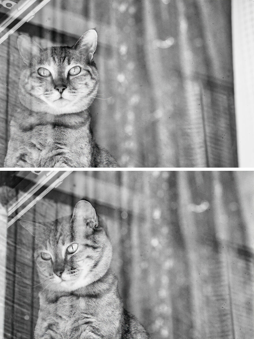 There Aren't Enough Black And White Photographs Of Cats, Nor Can There Be, So Here Are Mine