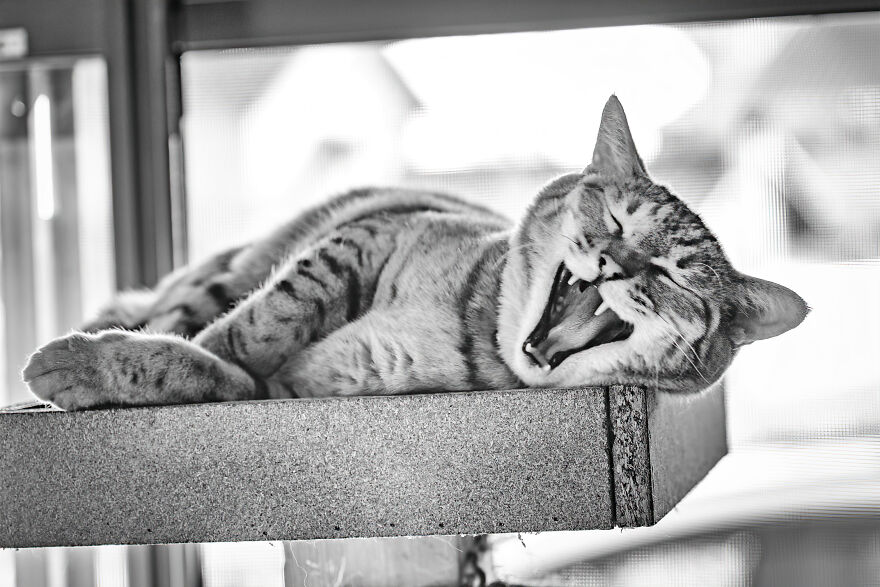 There Aren't Enough Black And White Photographs Of Cats, Nor Can There Be, So Here Are Mine