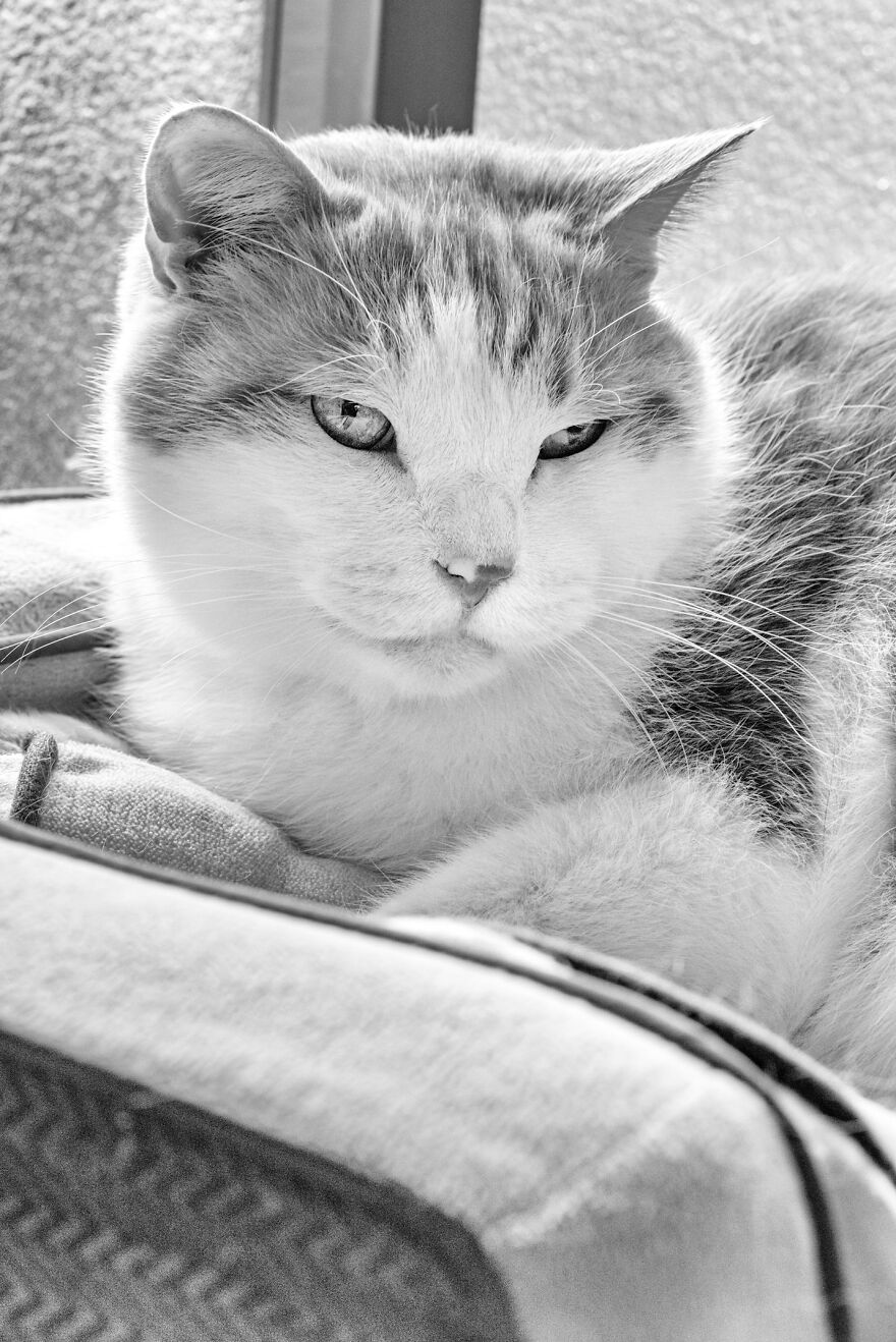 There Aren't Enough Black And White Photographs Of Cats, Nor Can There Be, So Here Are Mine