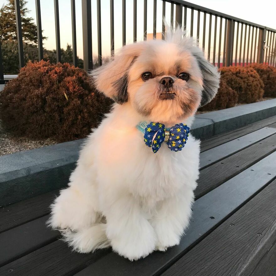 Small Instagram-famous dog fashionista wearing a star-patterned bow tie sitting outdoors on a bench at sunset.