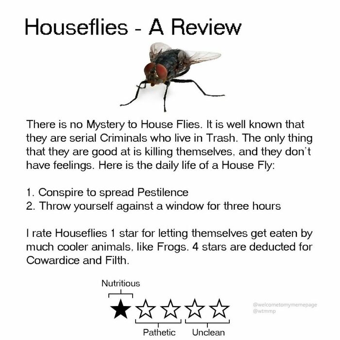 Houseflies