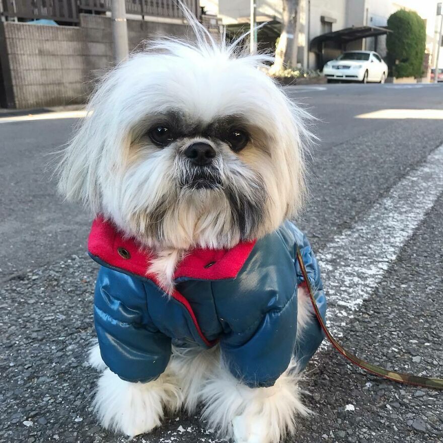 Small dog fashionista wearing a blue and red jacket, sitting on a city street leash attached, showcasing pop star style.