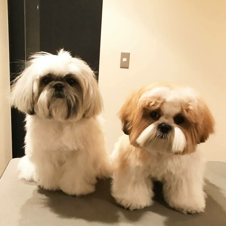 Two fluffy dogs styled as Instagram-famous dog fashionistas posing indoors with trendy groomed fur.