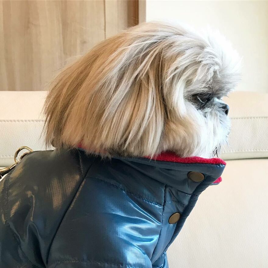 Small dog fashionista wearing a shiny blue jacket with red lining, showcasing a stylish and trendy pop star look.