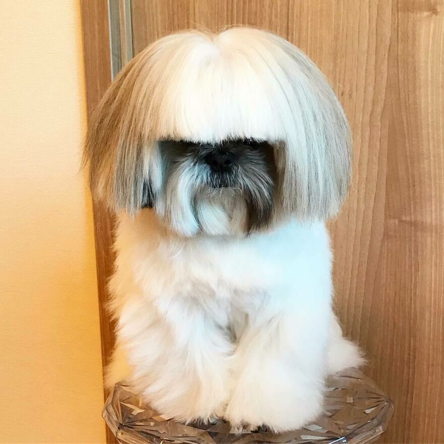 Instagram-famous dog fashionista with a stylish haircut resembling a pop star, posing indoors against a wooden backdrop.