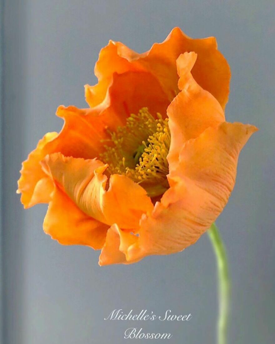 Artist Makes Amazing Realistic Sugar Flowers That Are Hard To Believe Are Not Real