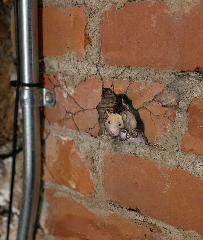 Artist Manages To Extract Life From The Streets And Walls In An Improvised And Joyful Way (New Pics)