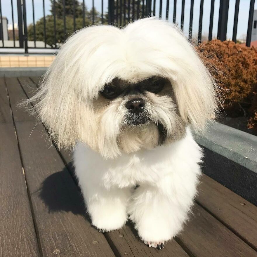 Small Instagram-famous dog fashionista with fluffy white hair styled like a pop star walking outdoors on wooden deck.