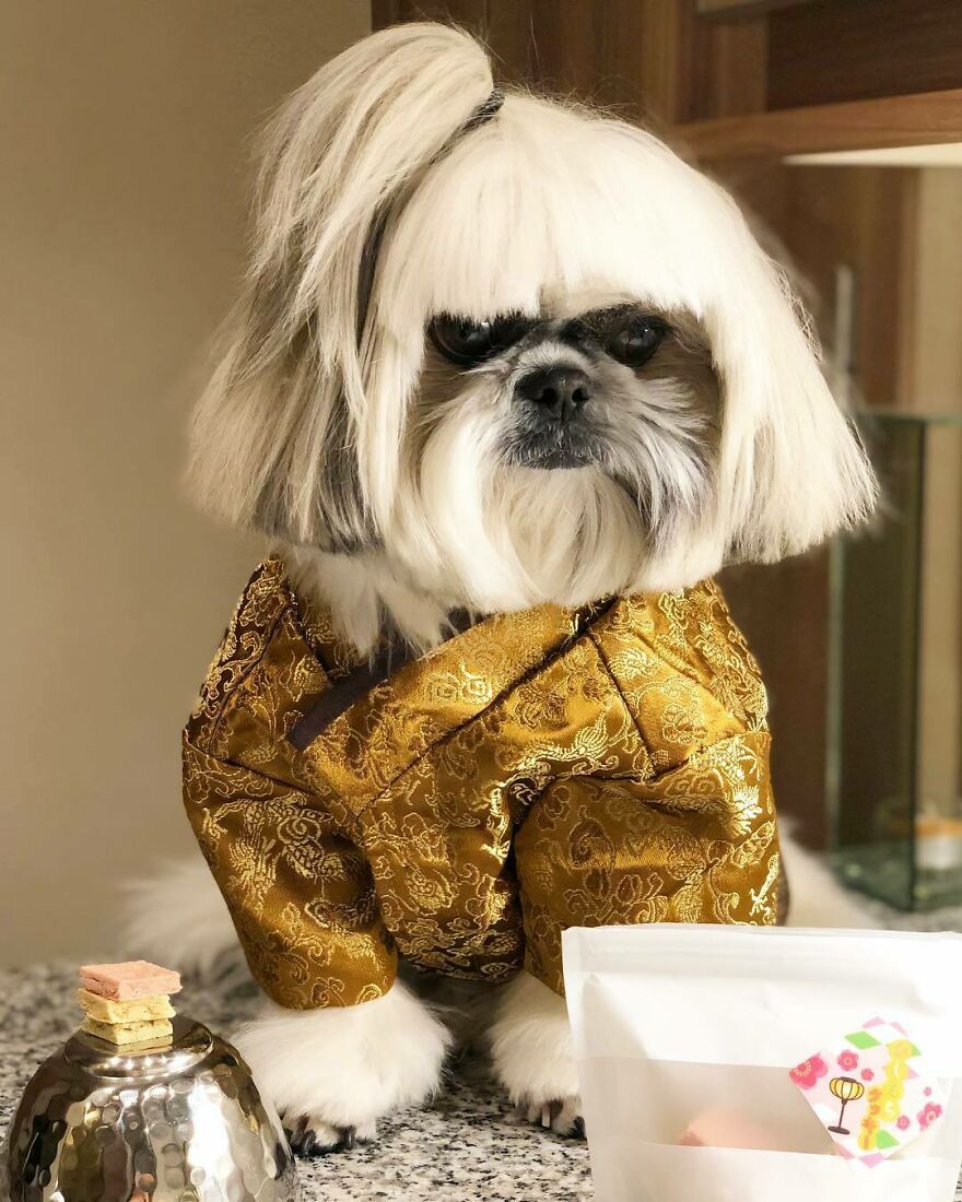 Small dog fashionista wearing a stylish golden outfit with a pop star hairstyle sitting on a countertop.