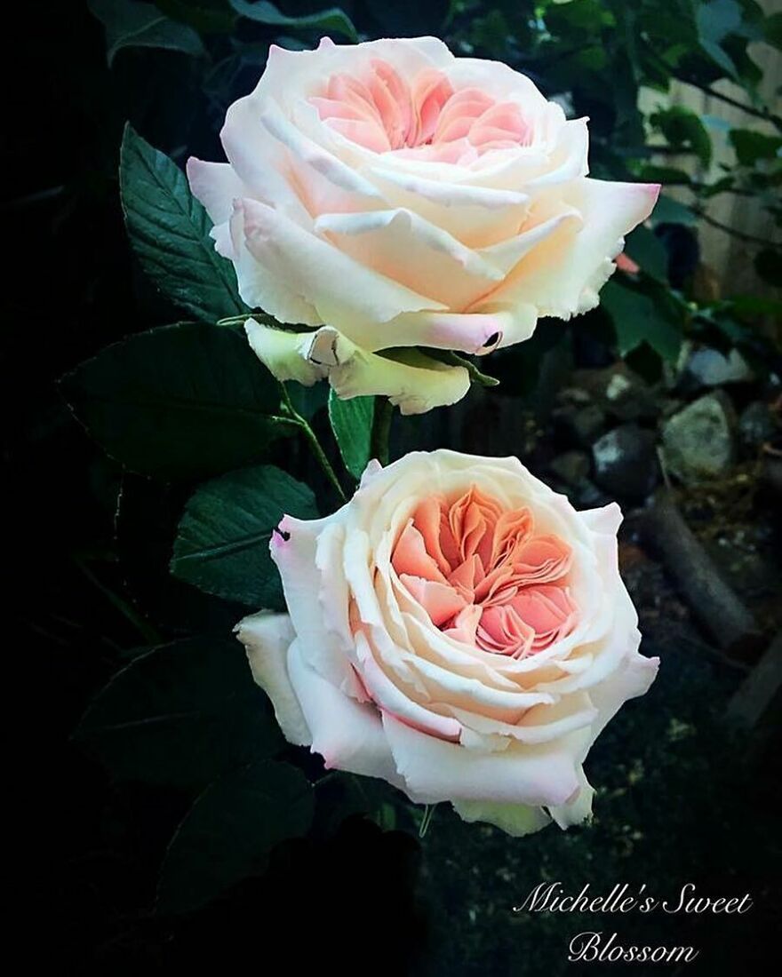 Artist Makes Amazing Realistic Sugar Flowers That Are Hard To Believe Are Not Real