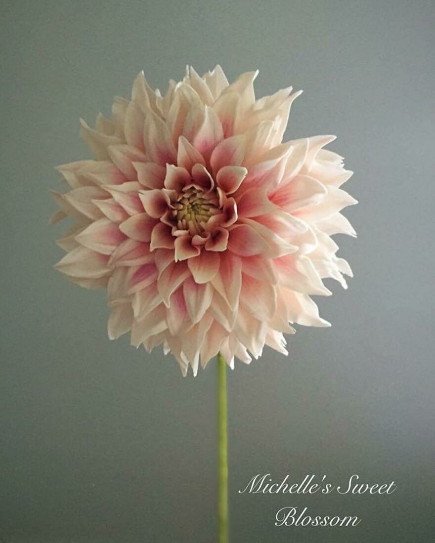 Artist Makes Amazing Realistic Sugar Flowers That Are Hard To Believe Are Not Real