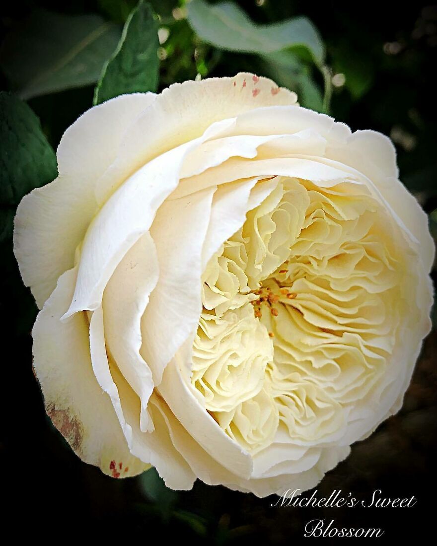 Artist Makes Amazing Realistic Sugar Flowers That Are Hard To Believe Are Not Real