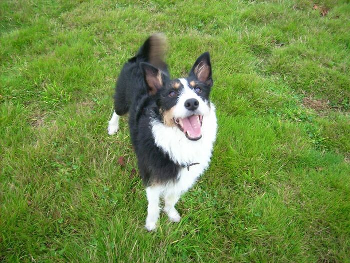 This Is My Much Missed, Lovely Old Friend, Buster. Far Too Much Energy, Love And Enthusiasm . Sadly Died Of Leukemia Aged Just 7 Years Old. Miss Him Terribly.
