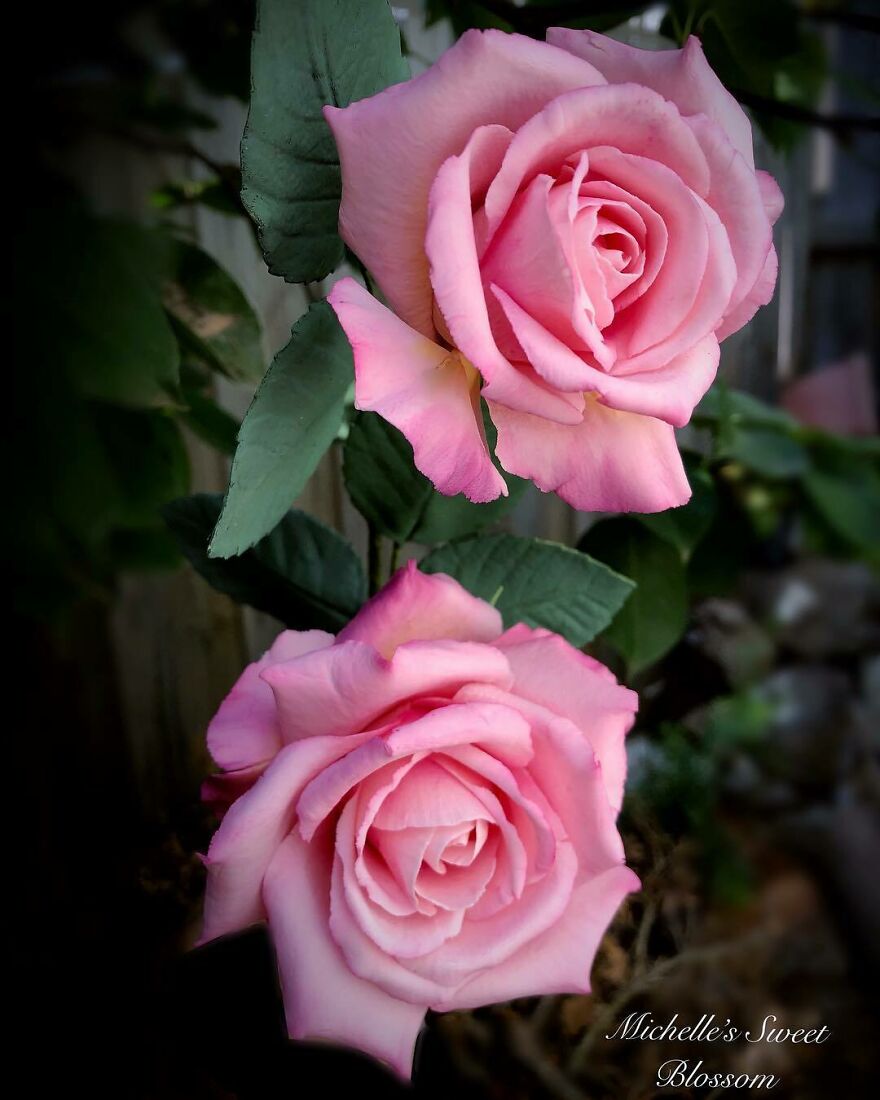 Artist Makes Amazing Realistic Sugar Flowers That Are Hard To Believe Are Not Real