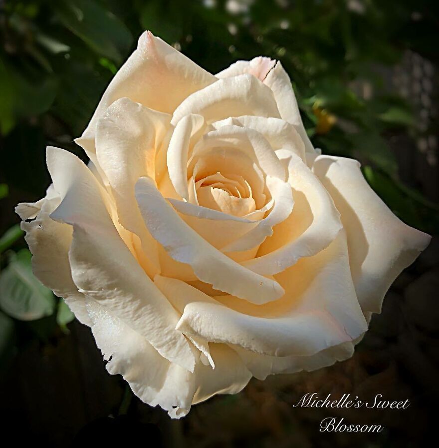 Artist Makes Amazing Realistic Sugar Flowers That Are Hard To Believe Are Not Real