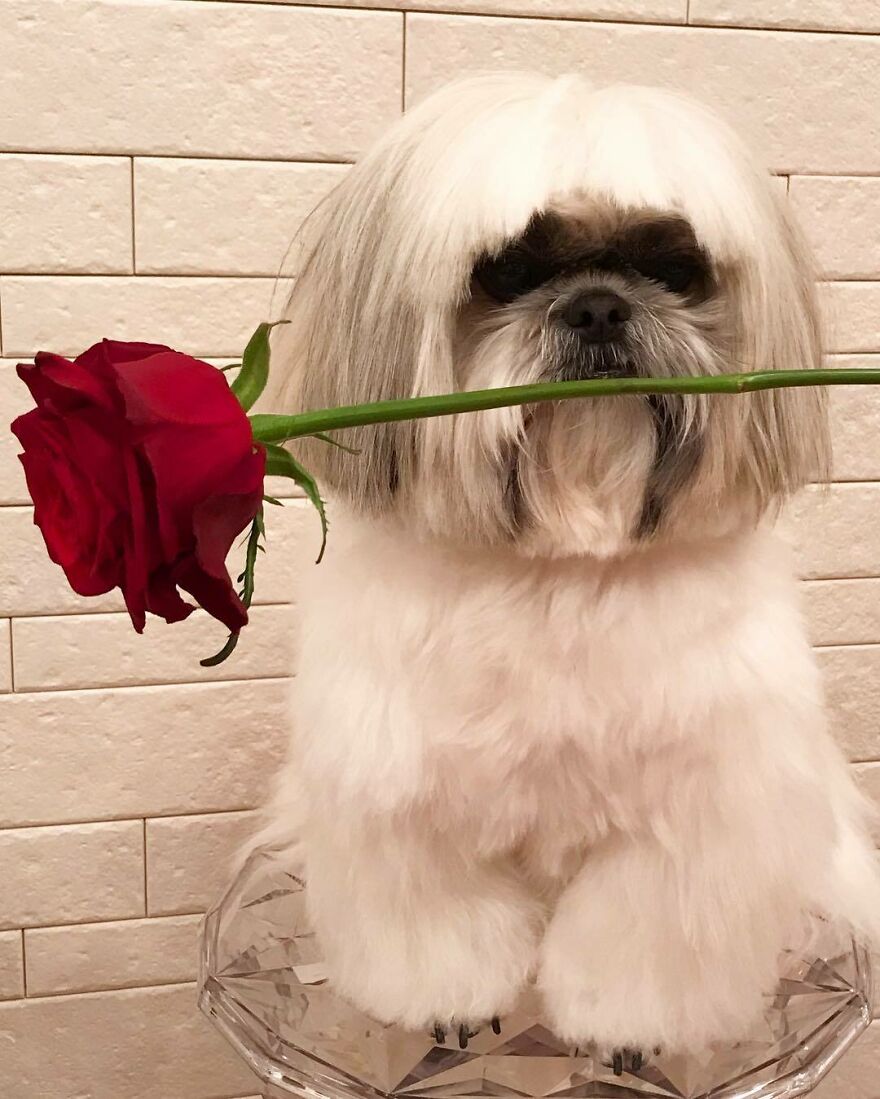 Fluffy Instagram-famous dog fashionista holding a red rose in its mouth, styled with a pop star vibe.