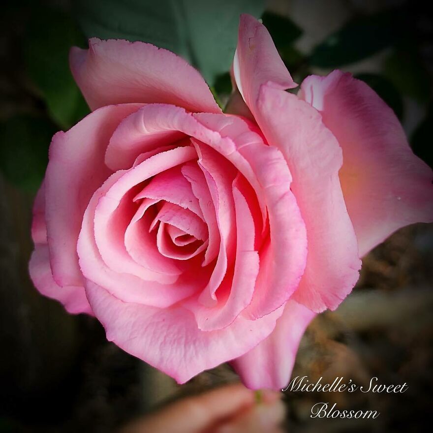 Artist Makes Amazing Realistic Sugar Flowers That Are Hard To Believe Are Not Real