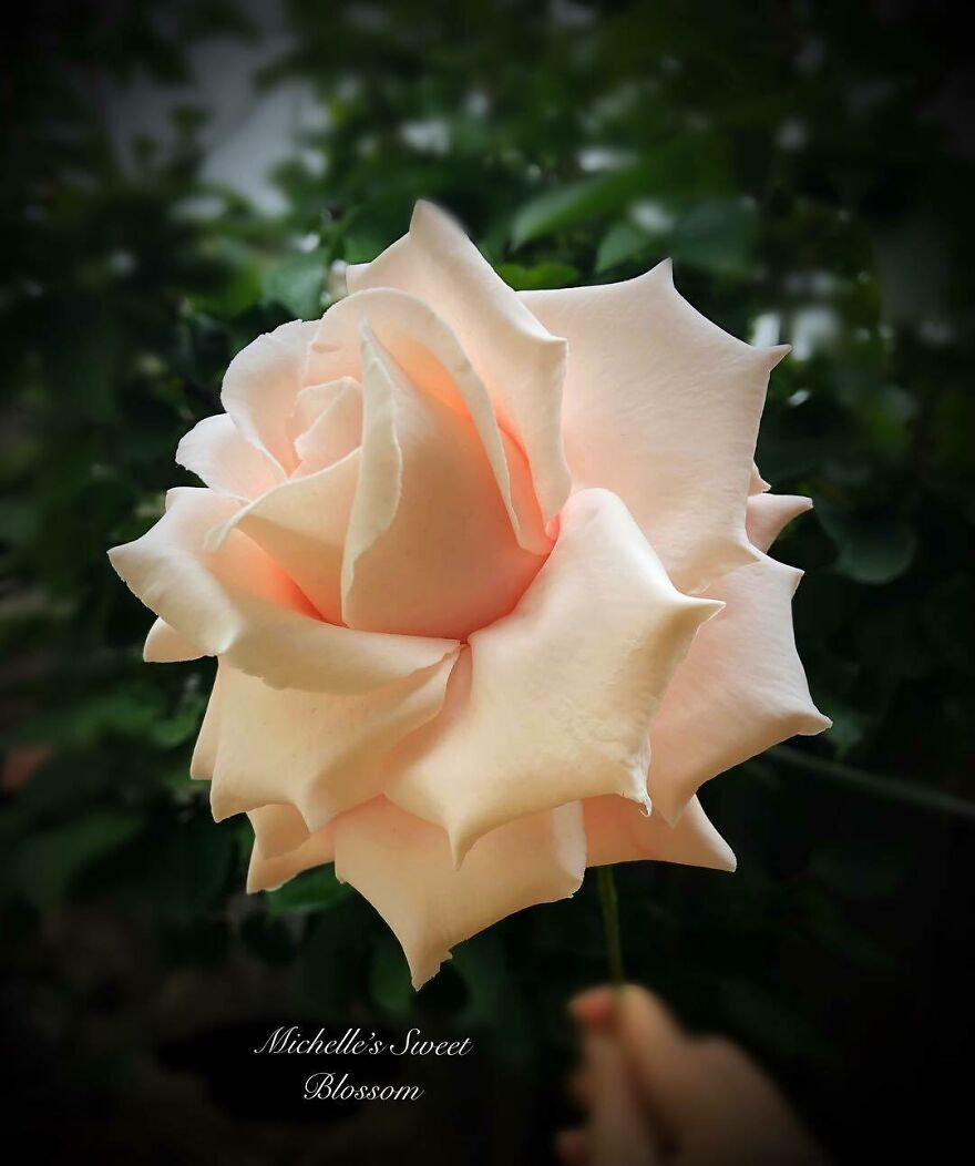 Artist Makes Amazing Realistic Sugar Flowers That Are Hard To Believe Are Not Real