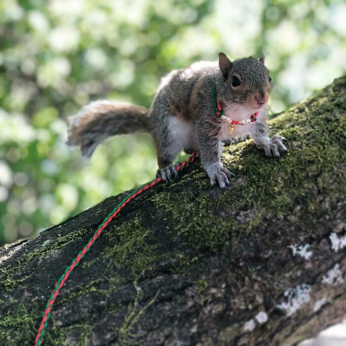 Woman Finds A Baby Squirrel On The Sidewalk And Gives Him A Second Chance At Life; Two Years Later, He Still Visits Her Garden Woman Finds A Baby Squirrel On The Sidewalk And Gives Him A Second Chance At Life; Two Years Later, He Still Visits Her Garden