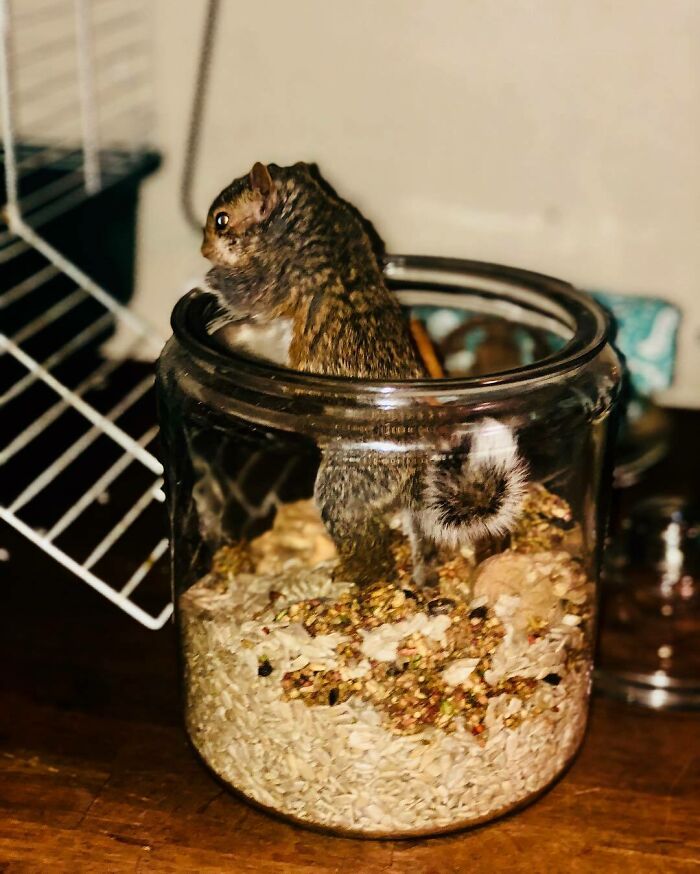 Woman Finds A Baby Squirrel On The Sidewalk And Gives Him A Second Chance At Life; Two Years Later, He Still Visits Her Garden