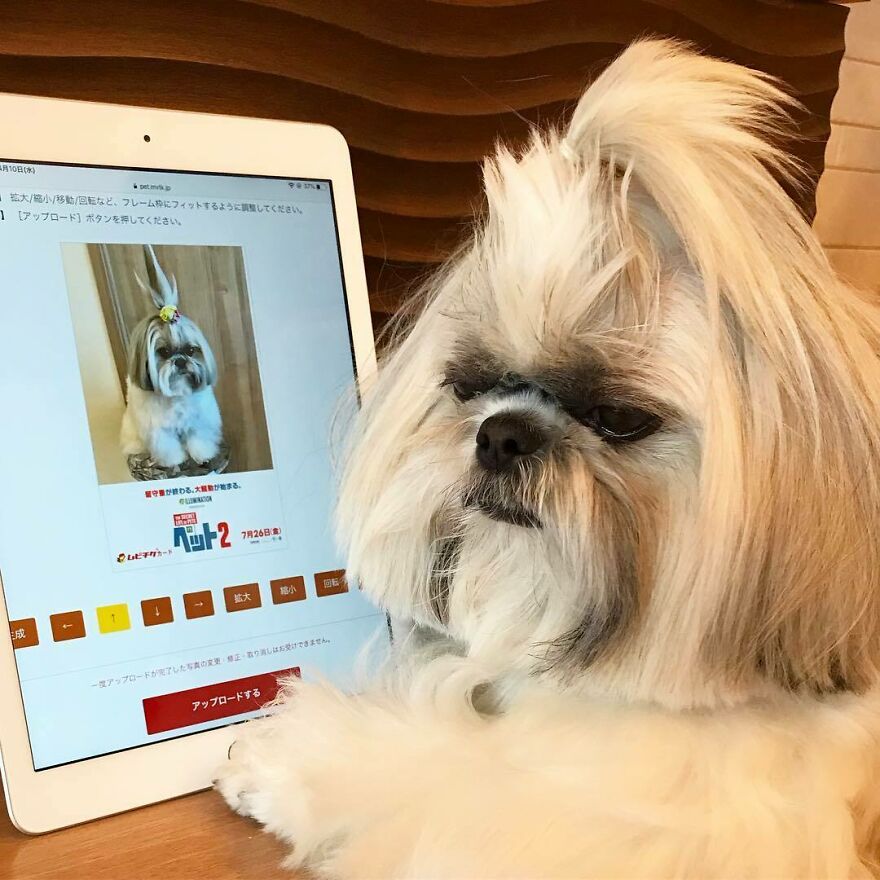 Small Instagram-famous dog fashionista with styled fur posing next to a tablet showing its pop star look.