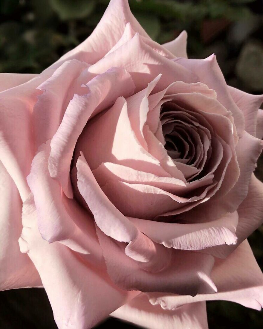 Artist Makes Amazing Realistic Sugar Flowers That Are Hard To Believe Are Not Real