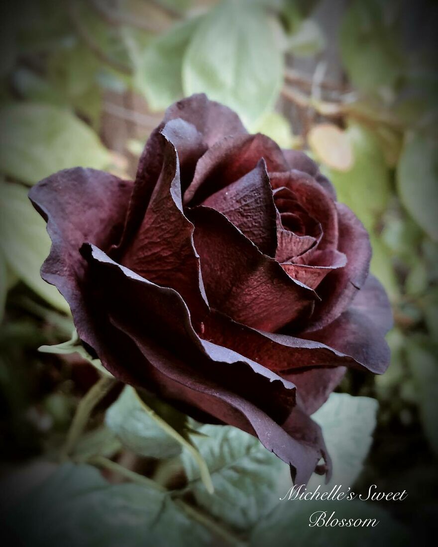 Artist Makes Amazing Realistic Sugar Flowers That Are Hard To Believe Are Not Real