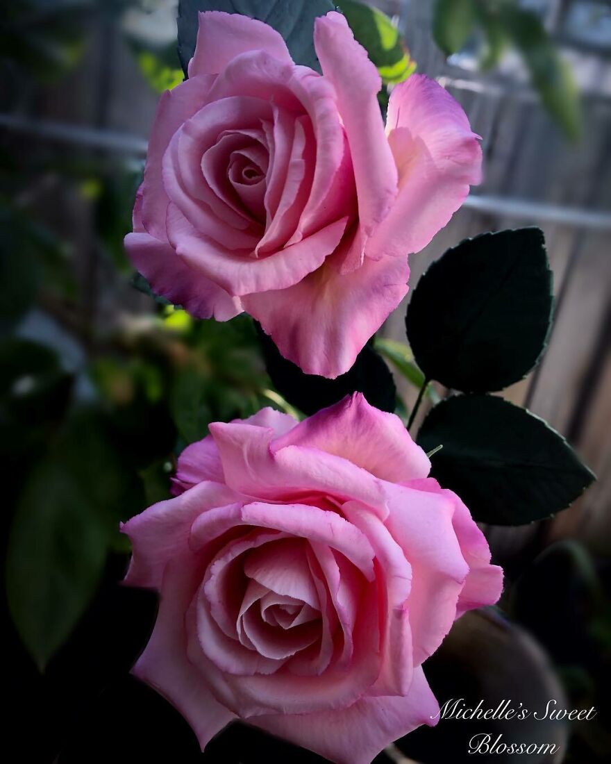 Artist Makes Amazing Realistic Sugar Flowers That Are Hard To Believe Are Not Real