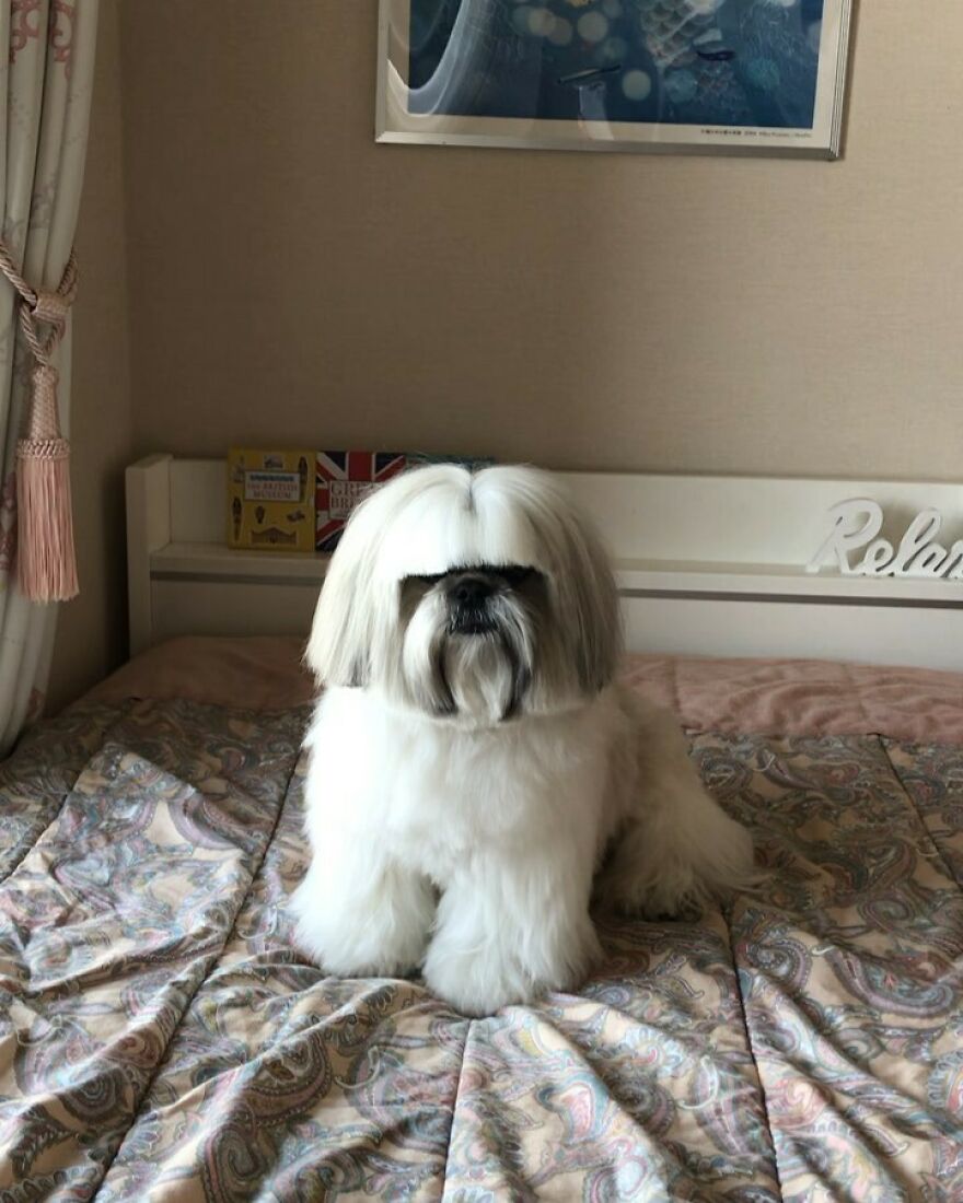 Fluffy white dog fashionista with styled hair sitting on a bed, showcasing Instagram-famous dog fashion trends.