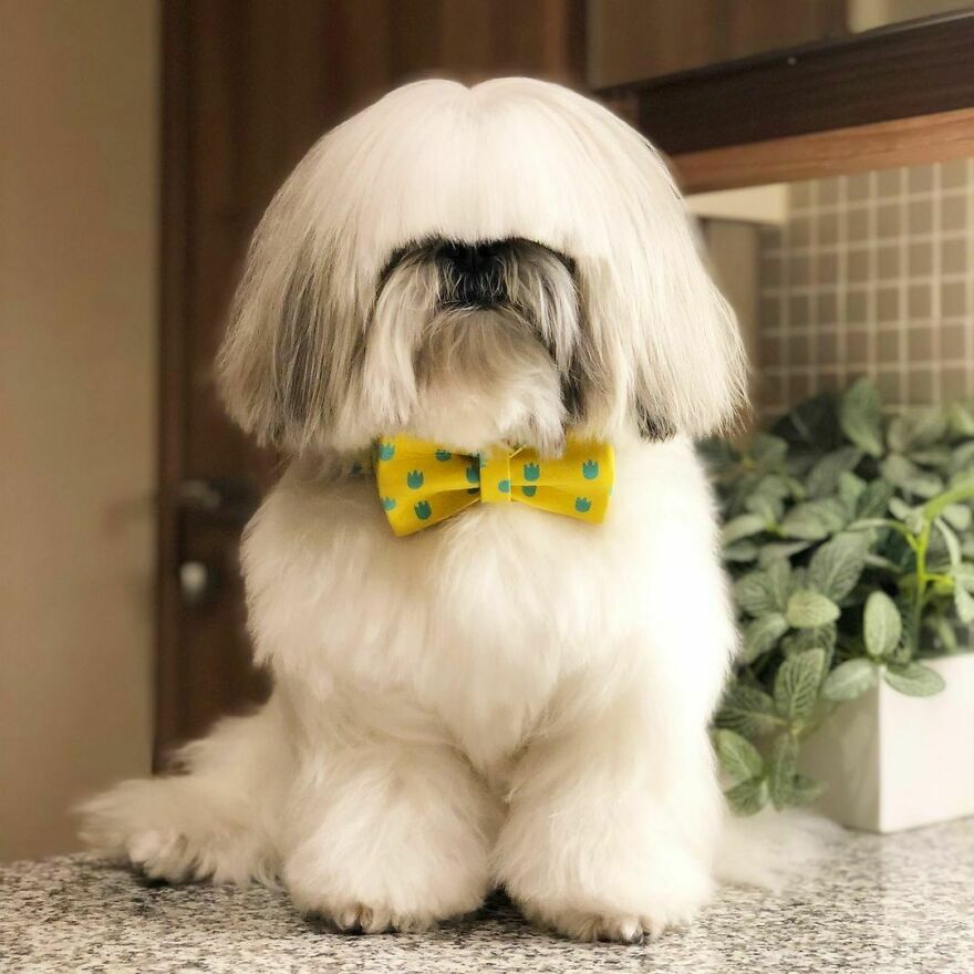 Fluffy dog fashionista with long white hair and yellow bow tie, styled to look like a pop star on Instagram.