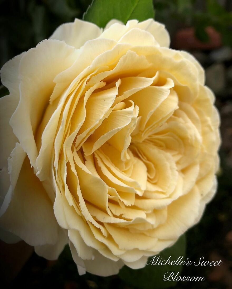 Artist Makes Amazing Realistic Sugar Flowers That Are Hard To Believe Are Not Real