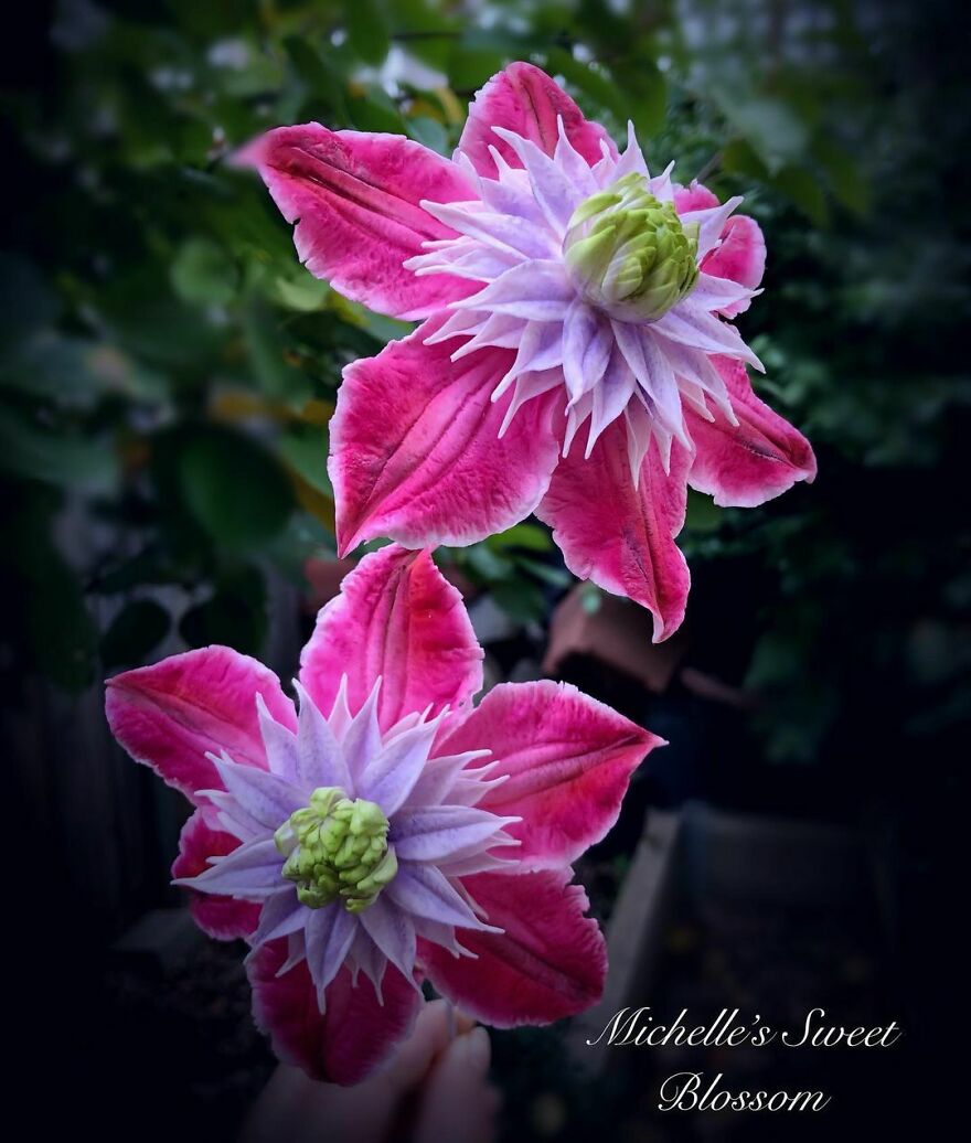 Artist Makes Amazing Realistic Sugar Flowers That Are Hard To Believe Are Not Real