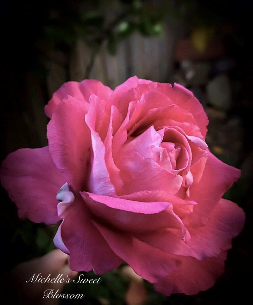 Artist Makes Amazing Realistic Sugar Flowers That Are Hard To Believe Are Not Real