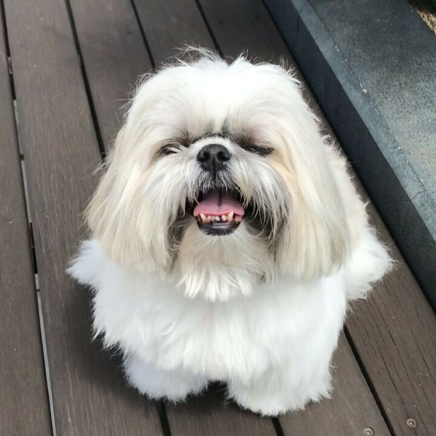 Fluffy Instagram-famous dog fashionista with long white fur, smiling and looking playful like a pop star on wooden floor.