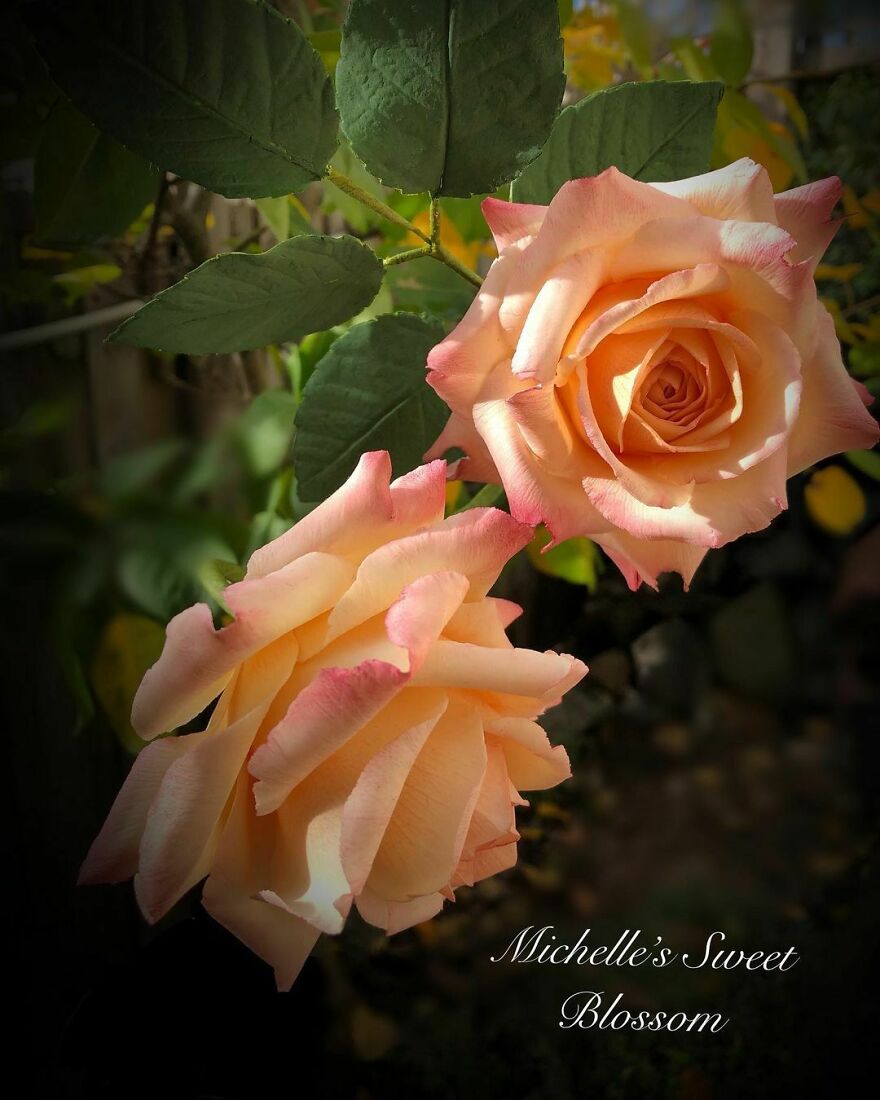 Artist Makes Amazing Realistic Sugar Flowers That Are Hard To Believe Are Not Real