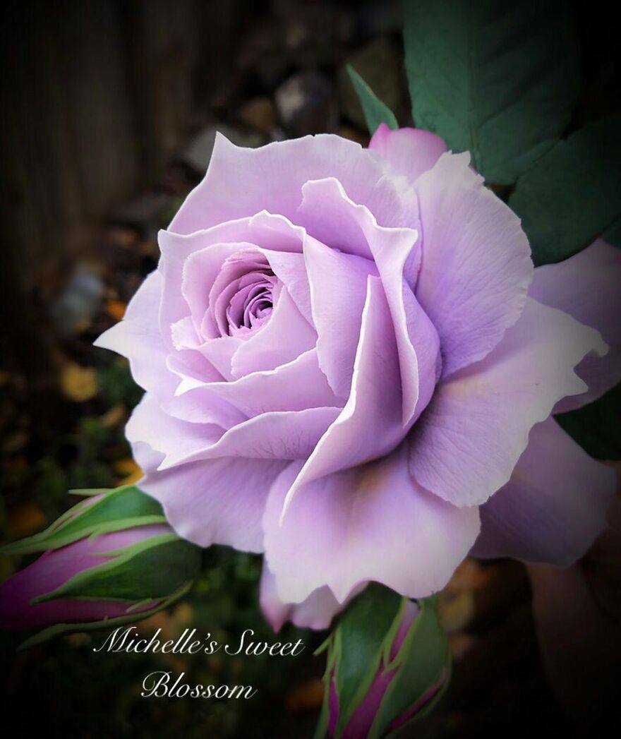 Artist Makes Amazing Realistic Sugar Flowers That Are Hard To Believe Are Not Real