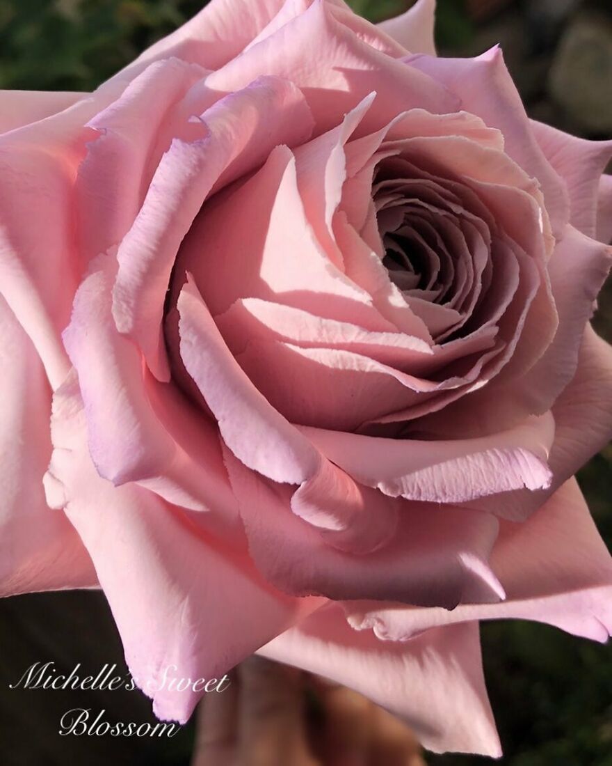 Artist Makes Amazing Realistic Sugar Flowers That Are Hard To Believe Are Not Real