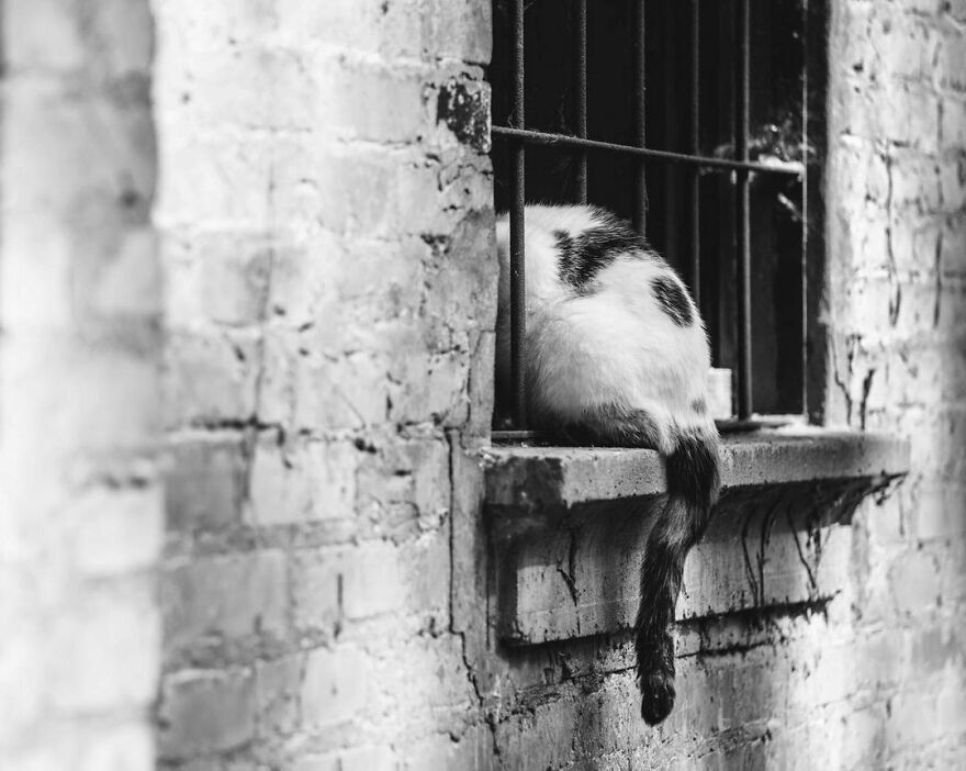 Applied Cat Logic - Yes, Sure, Nobody Can See You Like That. Except Maybe For One Thing... Hey, Buddy, You Forgot Your Tail!